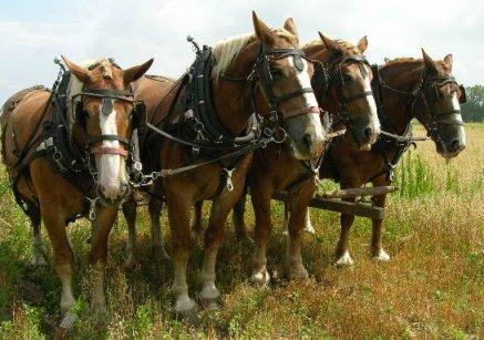belgianteam4.jpg - We visited an Amish Farm near Shipshewana, Indiana. This 4 horse team of Belgians pulled a cutter/binder harvesting oats.  July 6, 2005.